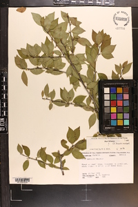 Ilex ambigua image