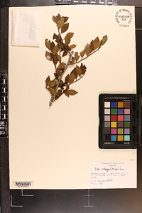 Ilex ambigua image