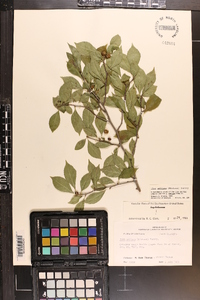 Ilex ambigua image