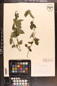 Ilex ambigua image