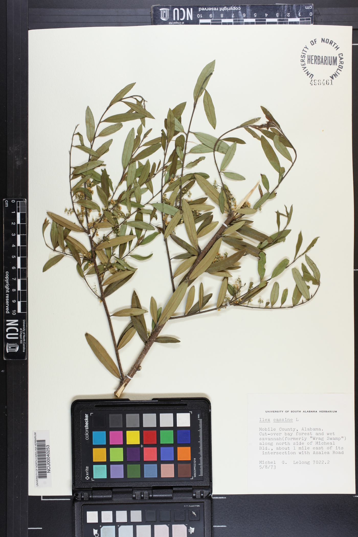 Ilex cassine image