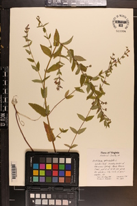 Scutellaria galericulata image