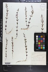 Scutellaria parvula image