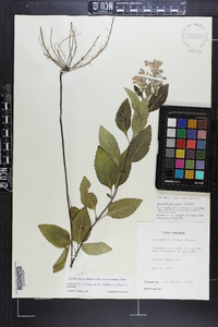 Scutellaria incana var. incana image