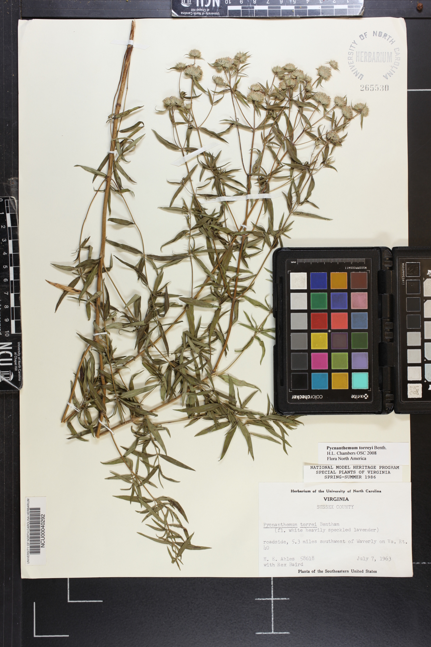 Pycnanthemum torreyi image