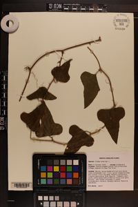 Smilax bona-nox image