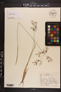 Fimbristylis miliacea image