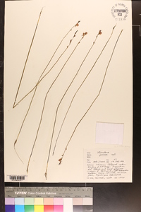 Utricularia juncea image