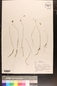 Utricularia gibba image