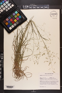 Poa autumnalis image