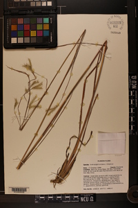 Andropogon arctatus image