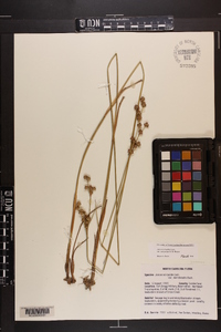 Juncus scirpoides image