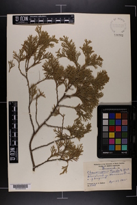 Chamaecyparis thyoides image