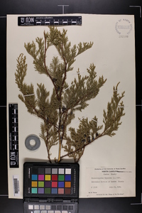 Chamaecyparis thyoides image