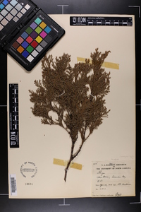 Chamaecyparis thyoides image