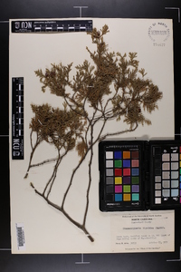 Chamaecyparis thyoides image