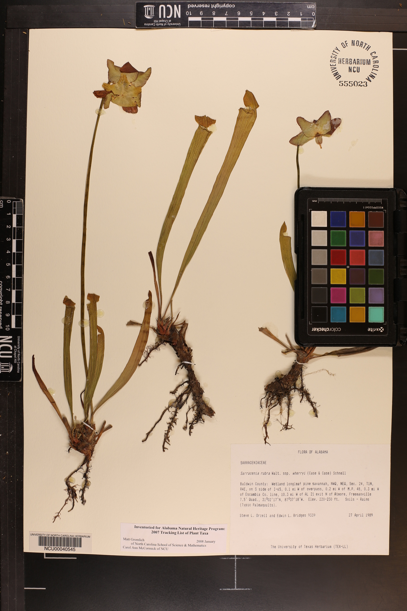 Sarracenia alabamensis subsp. wherryi image