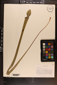 Sarracenia rubra image