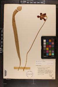 Sarracenia rubra image