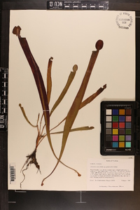 Sarracenia rubra image