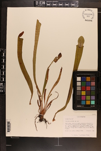 Sarracenia rubra subsp. rubra image