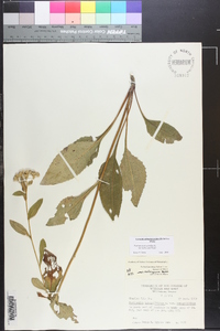 Parthenium integrifolium image