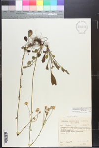 Packera paupercula var. appalachiana image