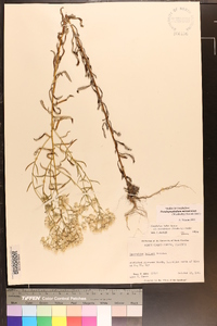 Pseudognaphalium micradenium image