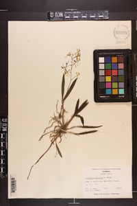 Epidendrum magnoliae image