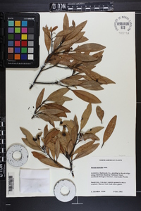 Persea humilis image