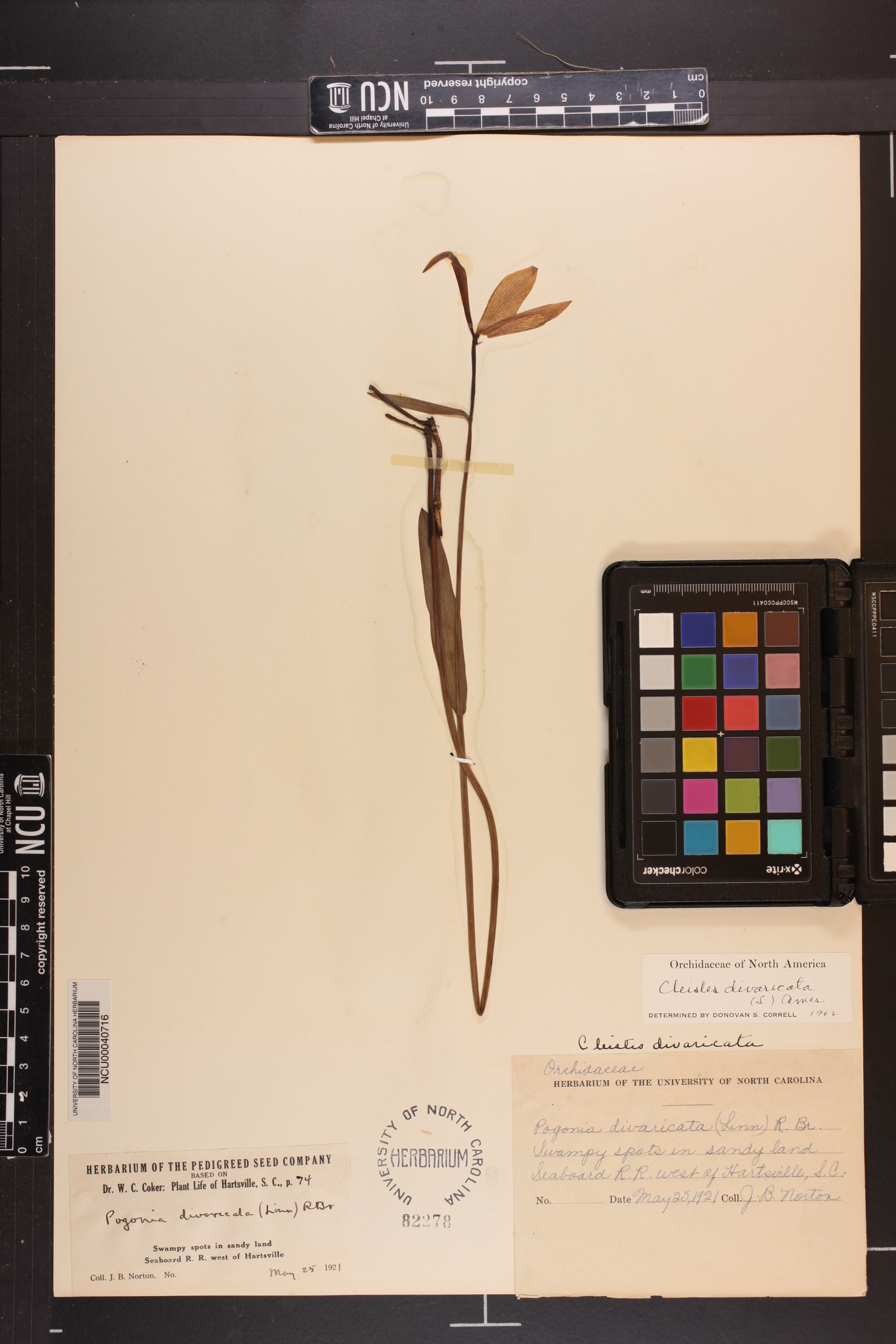Cleistesiopsis divaricata image