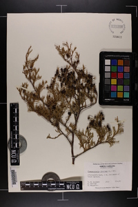 Chamaecyparis thyoides image