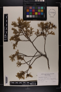 Chamaecyparis thyoides image