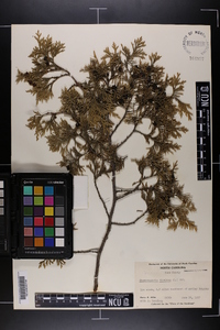 Chamaecyparis thyoides image