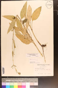 Silphium asteriscus image