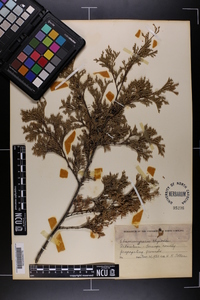 Chamaecyparis thyoides image