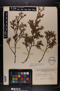 Chamaecyparis thyoides image