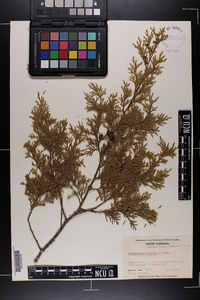 Chamaecyparis thyoides image