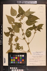 Acalypha deamii image