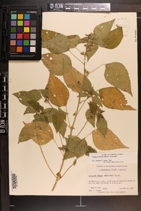 Acalypha deamii image