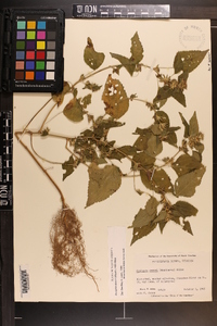 Acalypha deamii image