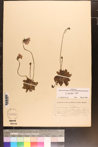 Pinguicula caerulea image