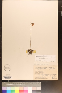 Pinguicula caerulea image