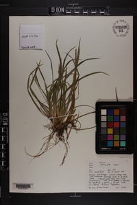 Carex abscondita image