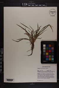 Carex abscondita image