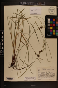 Carex elliottii image