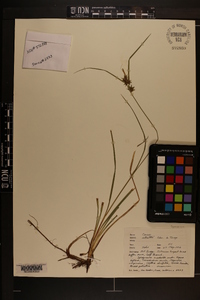 Carex elliottii image