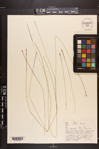 Carex exilis image