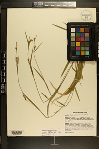 Carex striatula image