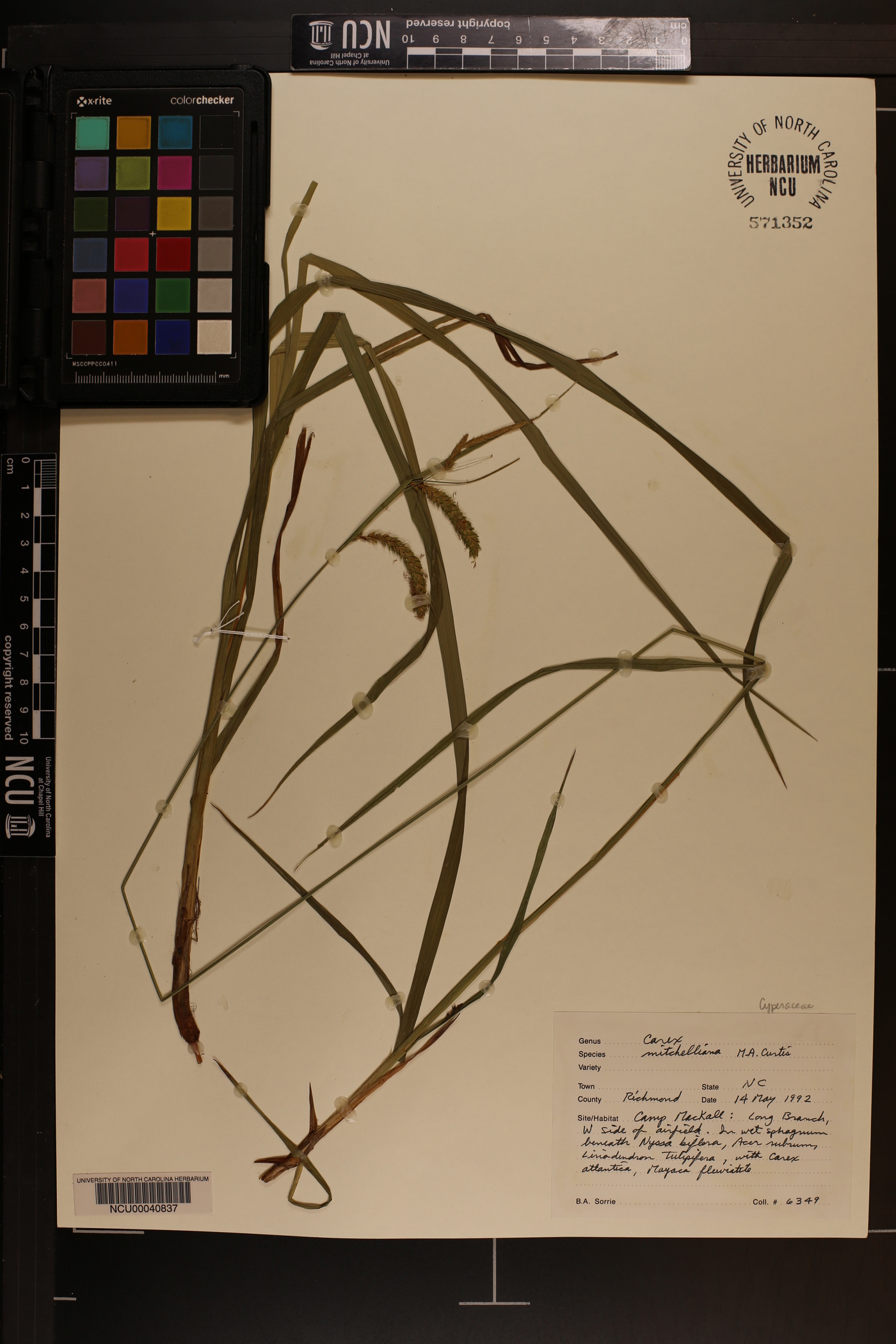 Carex mitchelliana image